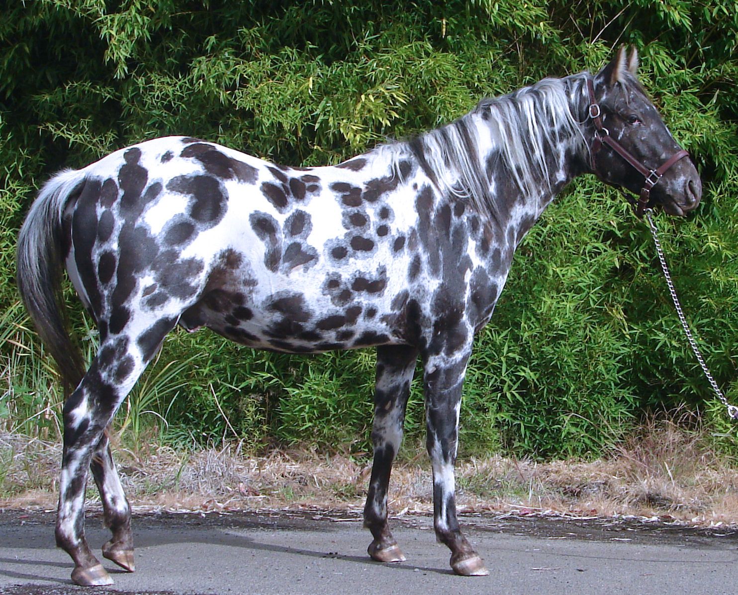 Appaloosa