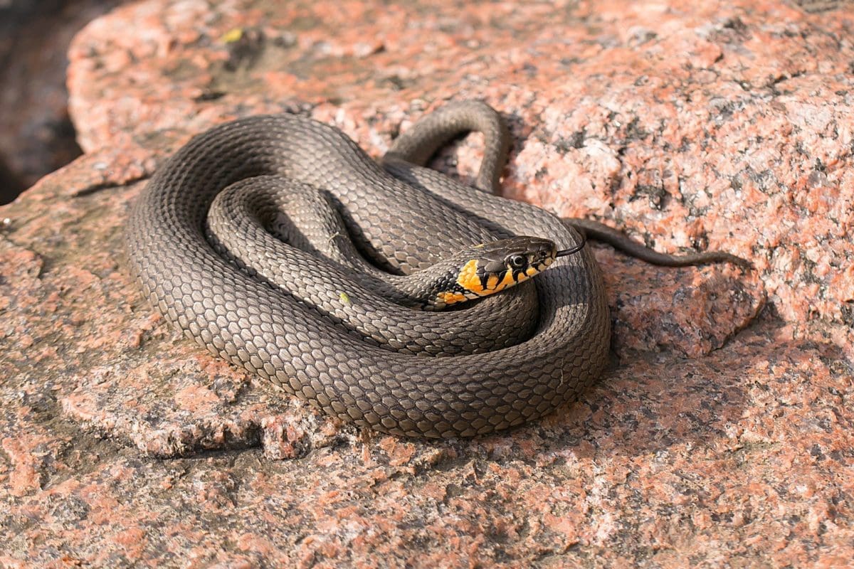 Užovka obojková